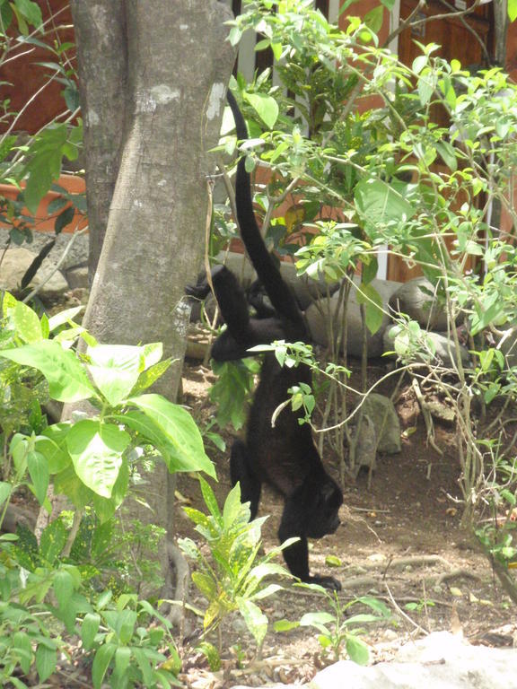 Pachamama Tropical Garden Lodge Malpais Kültér fotó